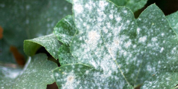 البياض الدقيقي على البطيخ.. 6 علامات للإصابة و6 مبيدات للمكافحة "تعرف عليها" 1 البياض الدقيقي على البطيخ