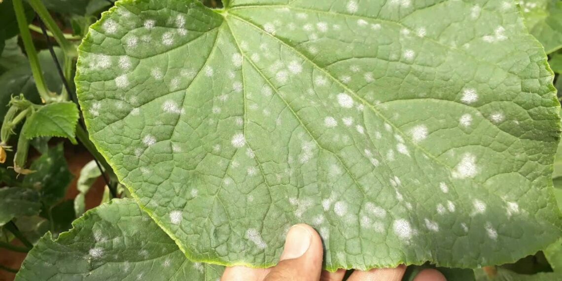 البياض الدقيقي على الخيار.. 29 مبيدًا مُعتمدًا وخطوات تنفيذ برنامج المكافحة 1 البياض الدقيقي على الخيار