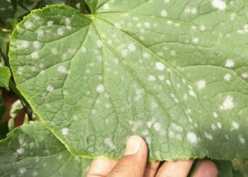 البياض الدقيقي على الخيار