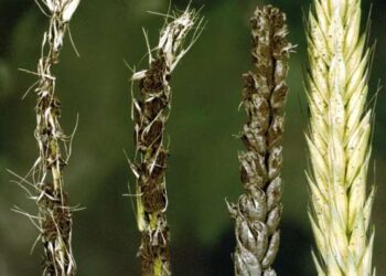 التفحم السائب