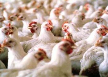 الثروة الداجنة