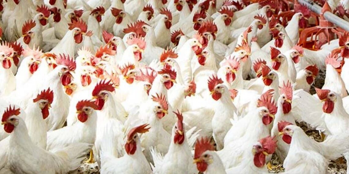 دجاج بيض المائدة