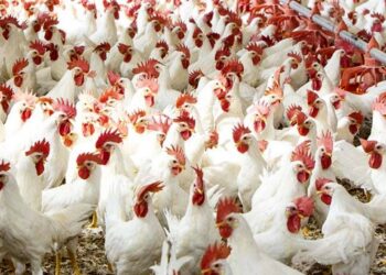 دجاج بيض المائدة