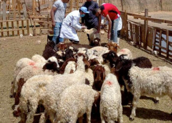 الجلد العقدي