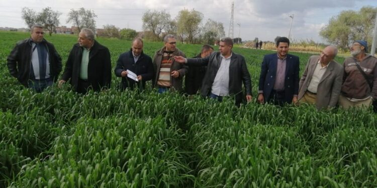 الزراعة تتابع الحقول الإرشادية للقمح والمحاصيل الشتوية بالغربية 1 الحقول الإرشادية