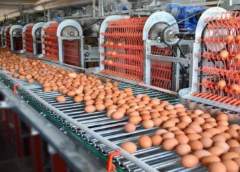 الدجاج البياض