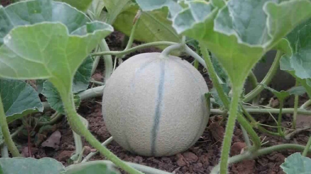 الذبابة البيضاء على الكانتالوب