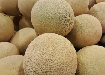 البياض الدقيقي على الشمام