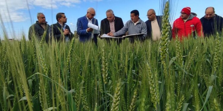 الزراعة تتابع تدقيق مساحات القمح في الغربية 1 القمح