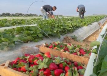 محصول الفراولة