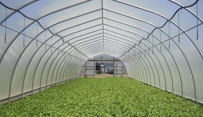 دور قسم بحوث أمراض القمح في اختبار الأصناف الجديدة 1 القمح