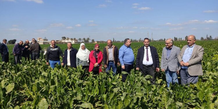 الزراعة تتابع تدقيق مساحات القمح وتطمئن على الزراعات الشتوية في محافظتي الفيوم والشرقية 1 القمح