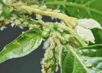 المن على الفلفل