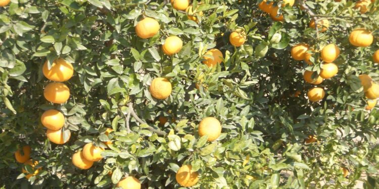 اليوسفي الموركيت.. 3 أخطاء شائعة تؤدي لـ"تساقط الزهر" وانخفاض حجم الإنتاجية والحصاد 1 اليوسفي الموركيت