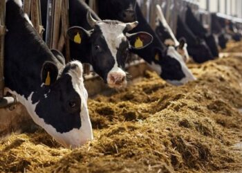 بدائل الأعلاف