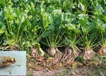 آفات البنجر