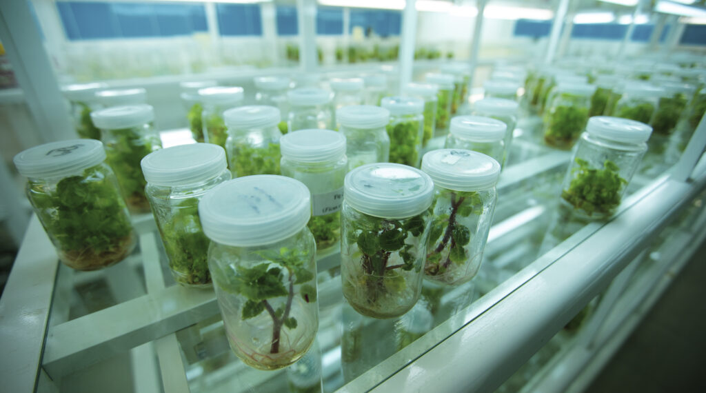 بنك الجينات المصري