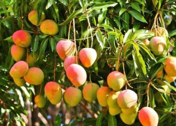 تخميس المانجو