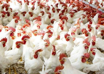 ارتفاع أسعار الدواجن