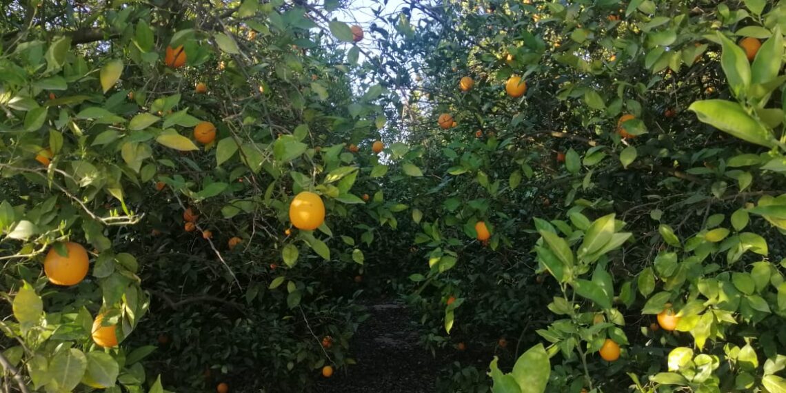 محاصيل الموالح