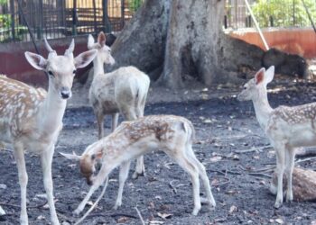 حديقة الحيوان