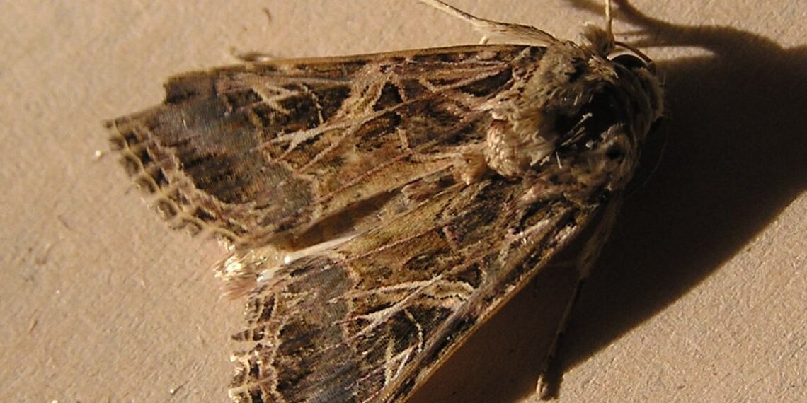 دودة ورق القطن