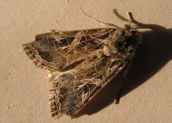 دودة ورق القطن