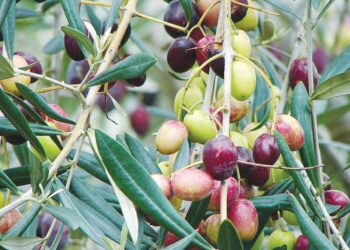 زراعة الزيتون