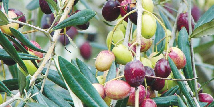 زراعة الزيتون