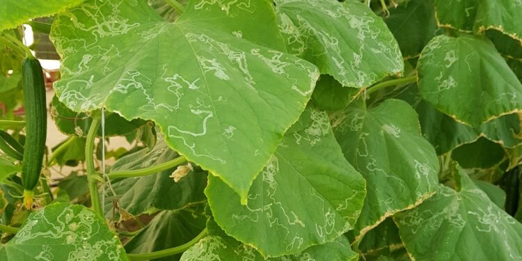 صانعات أنفاق الخيار.. علامات وتوقيت الإصابة وبرنامج المكافحة المُعتمد من لجنة المبيدات 1 صانعات أنفاق الخيار