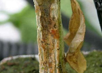 لفحة الساق الصمغية