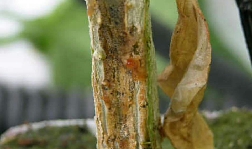 لفحة الساق الصمغية