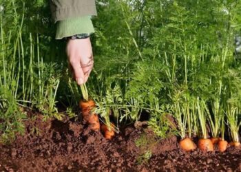 العنكبوت الأحمر