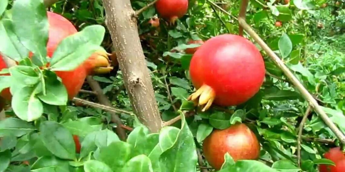 ثمار الرمان