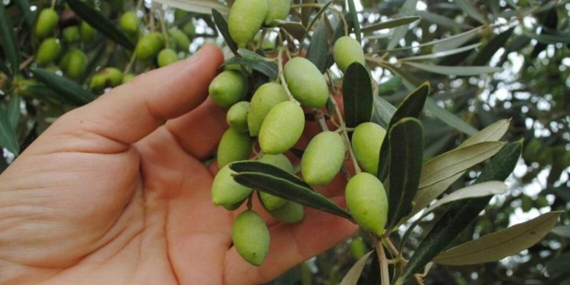 معاملة واجبة لتزهير الزيتون بالموسم الجديد..«تعرف عليها» 1 الزيتون