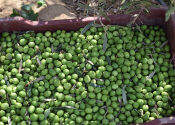 محصول الزيتون