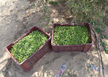 محصول الزيتون