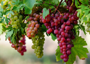 محصول العنب