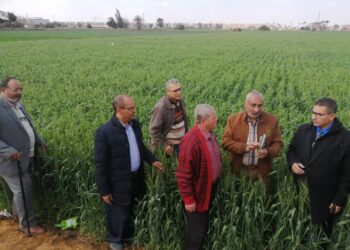 محصول القمح