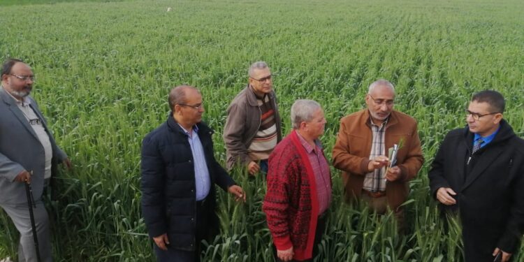 الزراعة تواصل متابعة حالة محصول القمح في محافظة القليوبية 1 محصول القمح