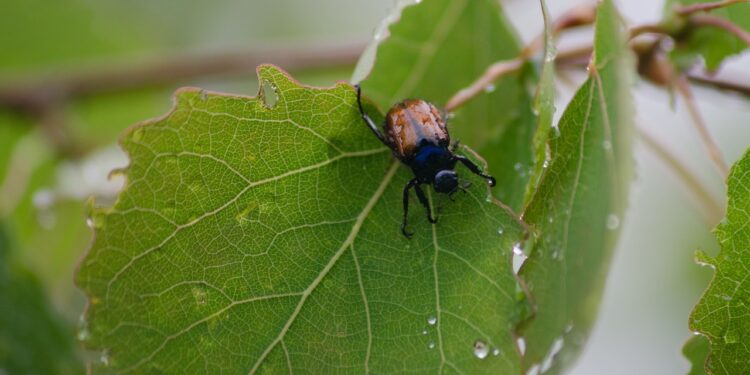 تسجيل الآفات.. قواعد نشر الـ"FIRST REPORT" واشتراطاتها العلمية الصحيحة 1 تسجيل الآفات