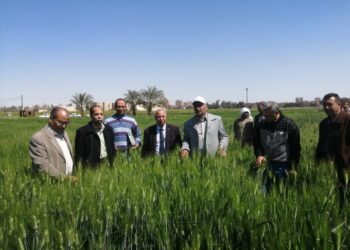الزراعة تتابع القمح والمحاصيل الشتوية في جميع المحافظات