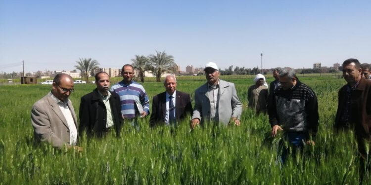 الزراعة تتابع القمح والمحاصيل الشتوية في جميع المحافظات 1 الزراعة تتابع القمح والمحاصيل الشتوية في جميع المحافظات