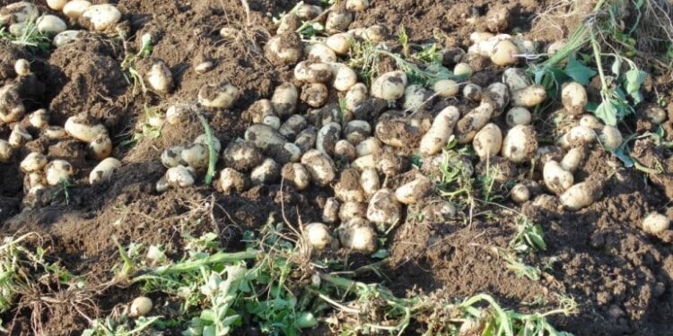 آفات محصول البطاطس وأنماط المكافحة الزراعية لـ"الحفار والجعال" 1 البطاطس