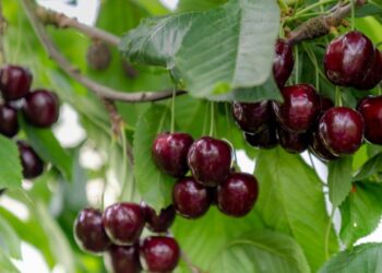 شجرة الكريز