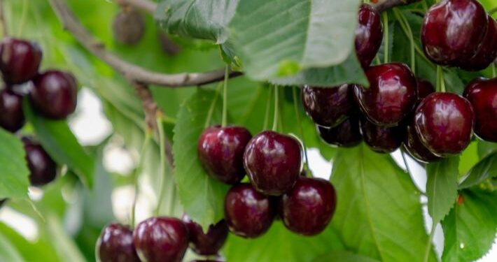 شجرة الكريز .. باحثة توضح طرق ومواعيد زراعتها وأبرز أصنافها 1 شجرة الكريز