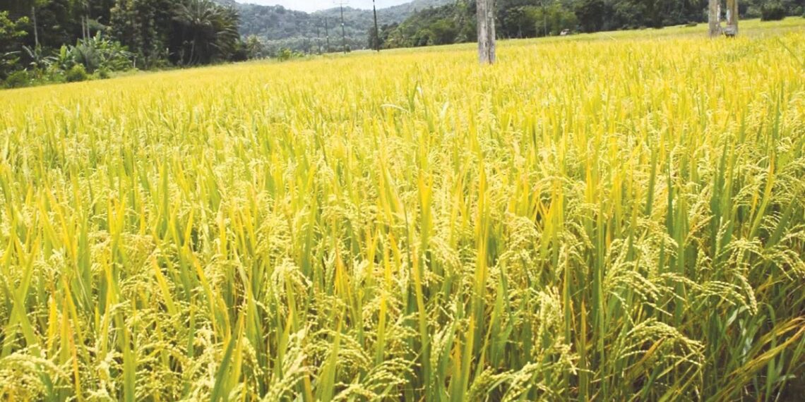 محصول الأرز