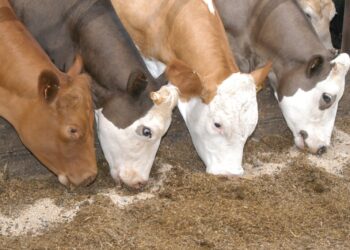 الإضافات الغذائية