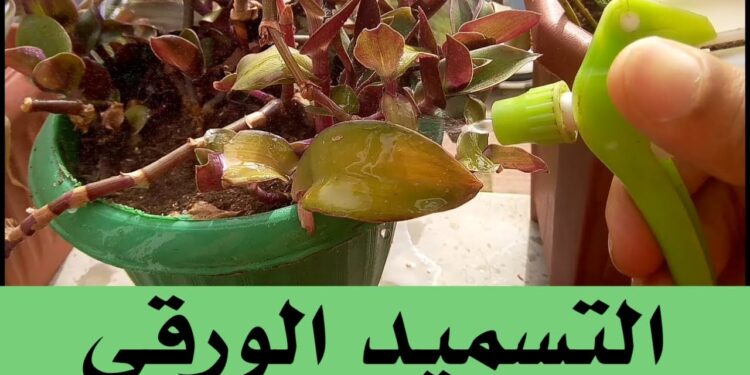 التسميد الورقي