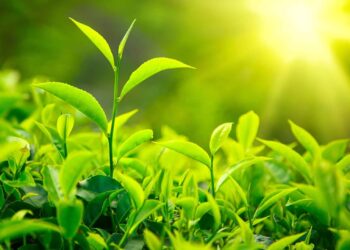 التسميد الورقي